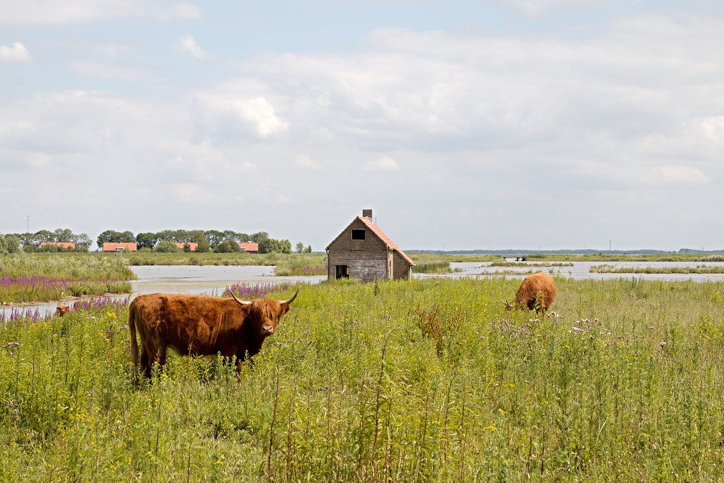 tiengemeten natuur natuurgebied natuurmonumenten hdr schotse hooglanders rien poortvliet museum eiland polder platteland